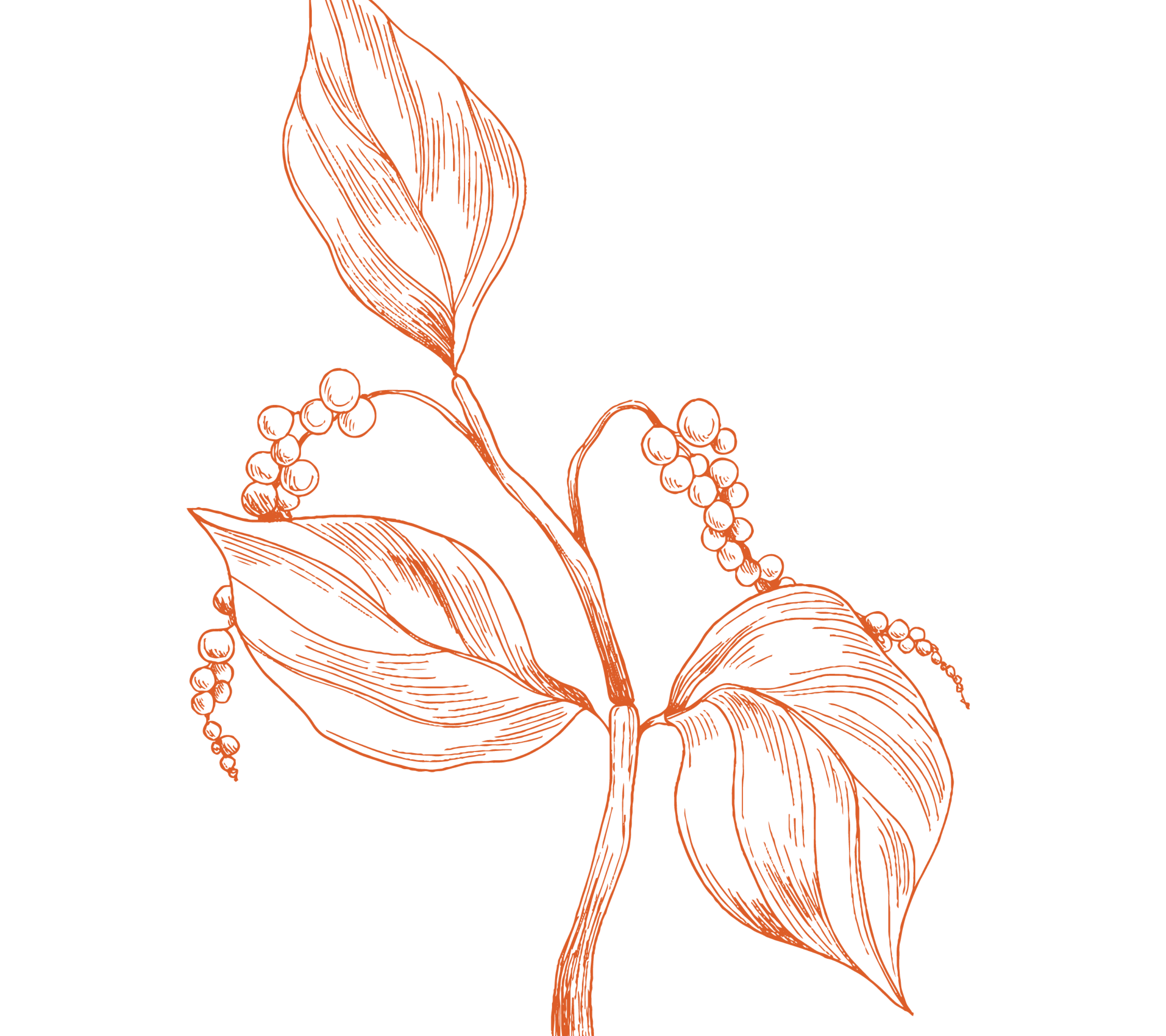Organic Black Pepper (Kala Mari)