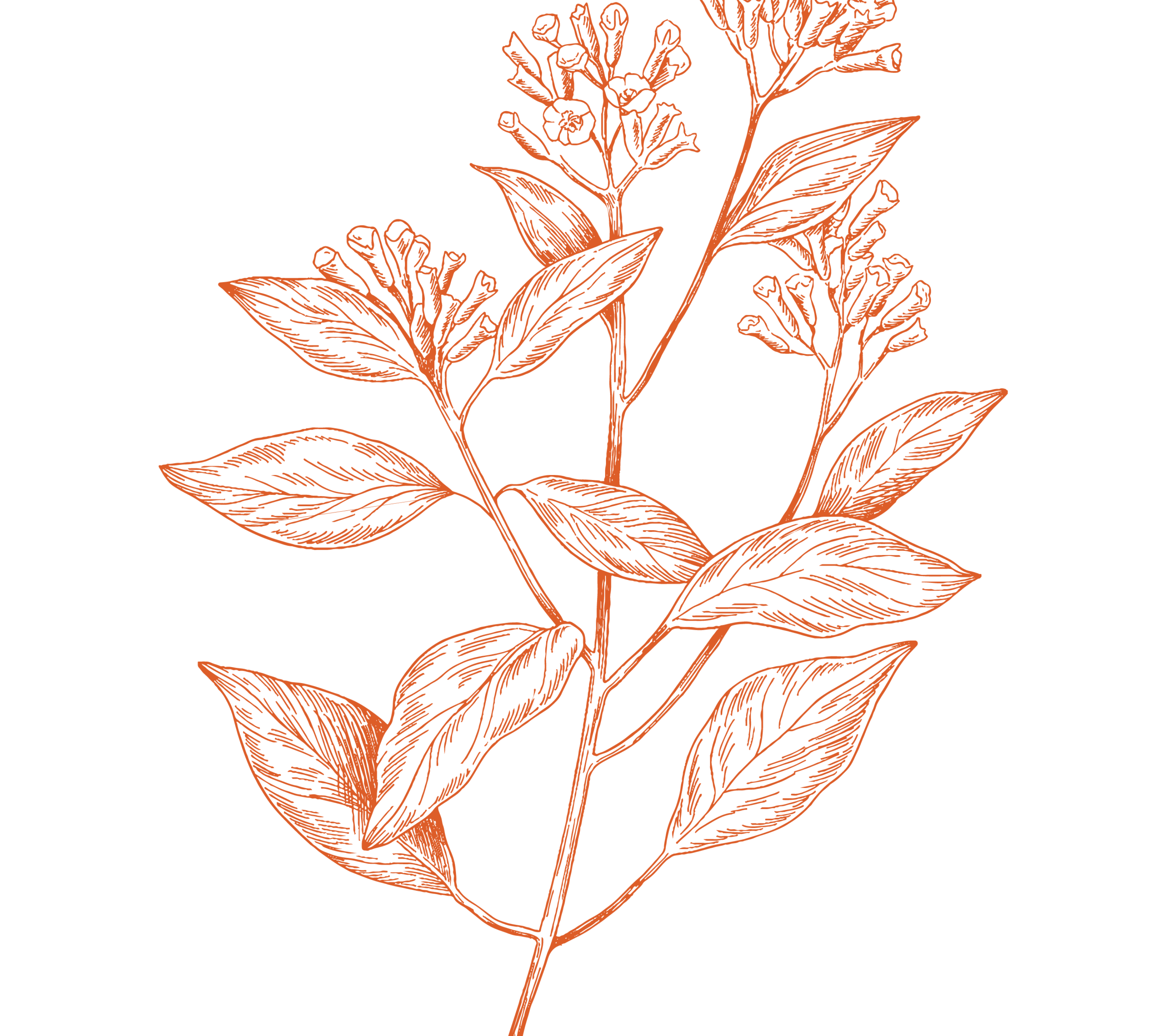 Organic Cloves (Lavang)