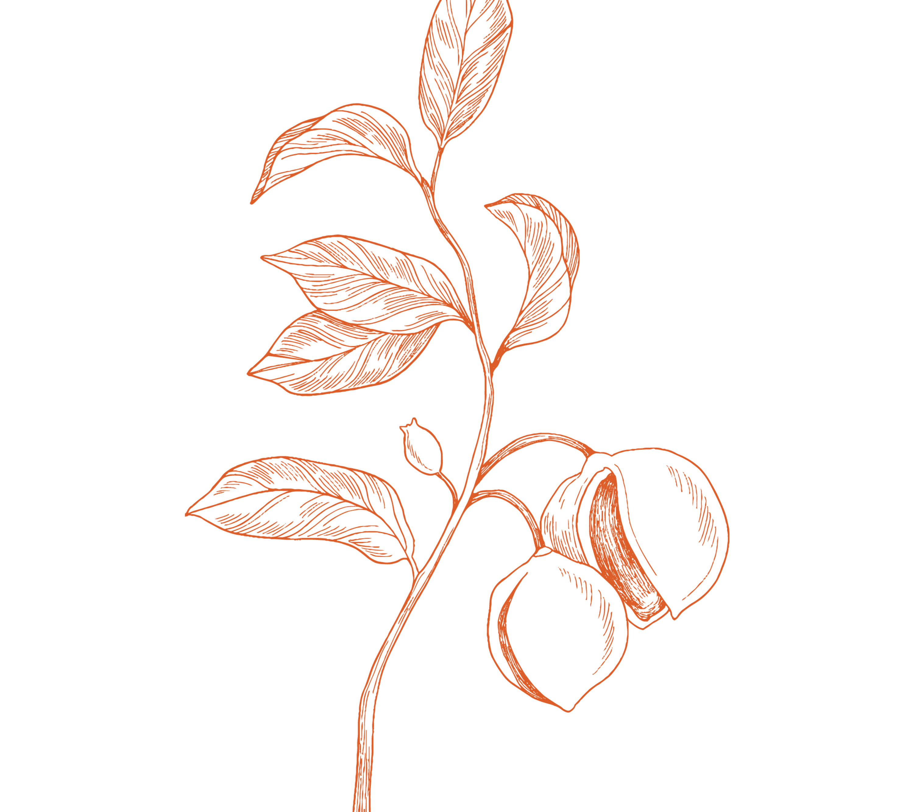 Organic Nutmeg (Jayaphal)