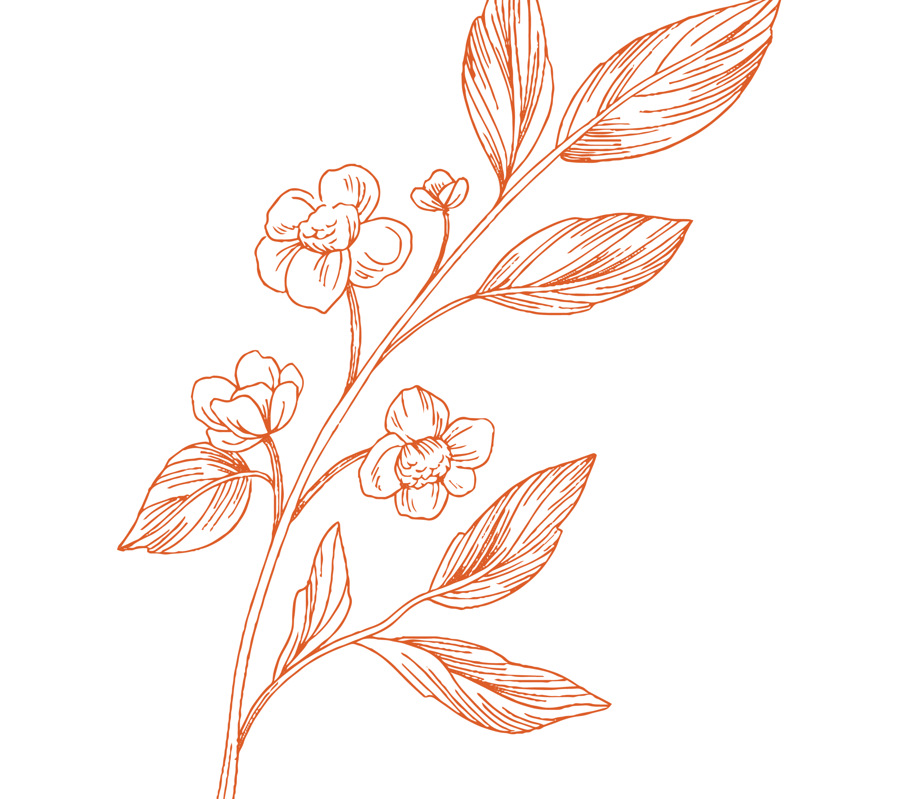 Assam Black Tea (Cha)