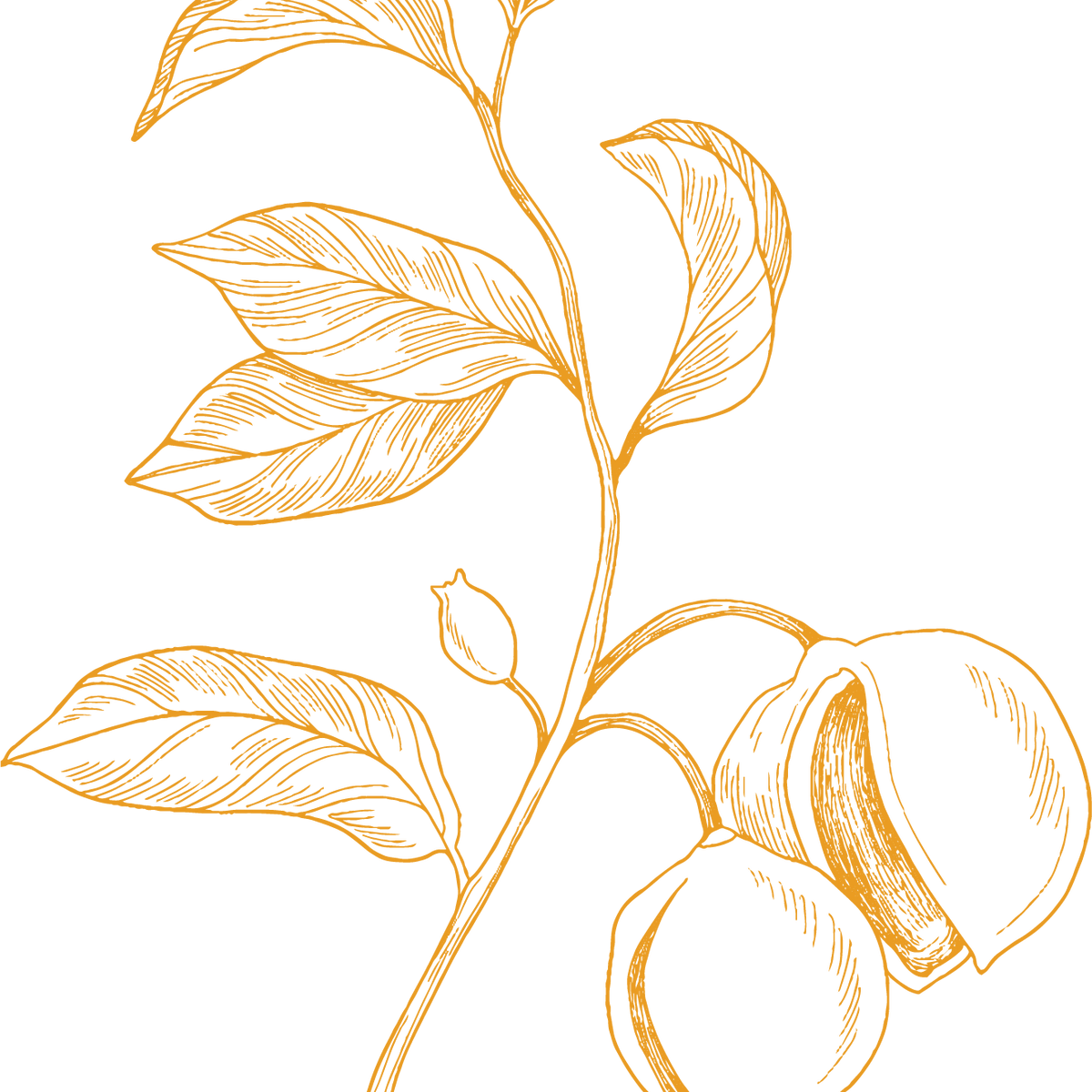 The History of Chai and the Story of CHAI.COM: Celebrating National Ch